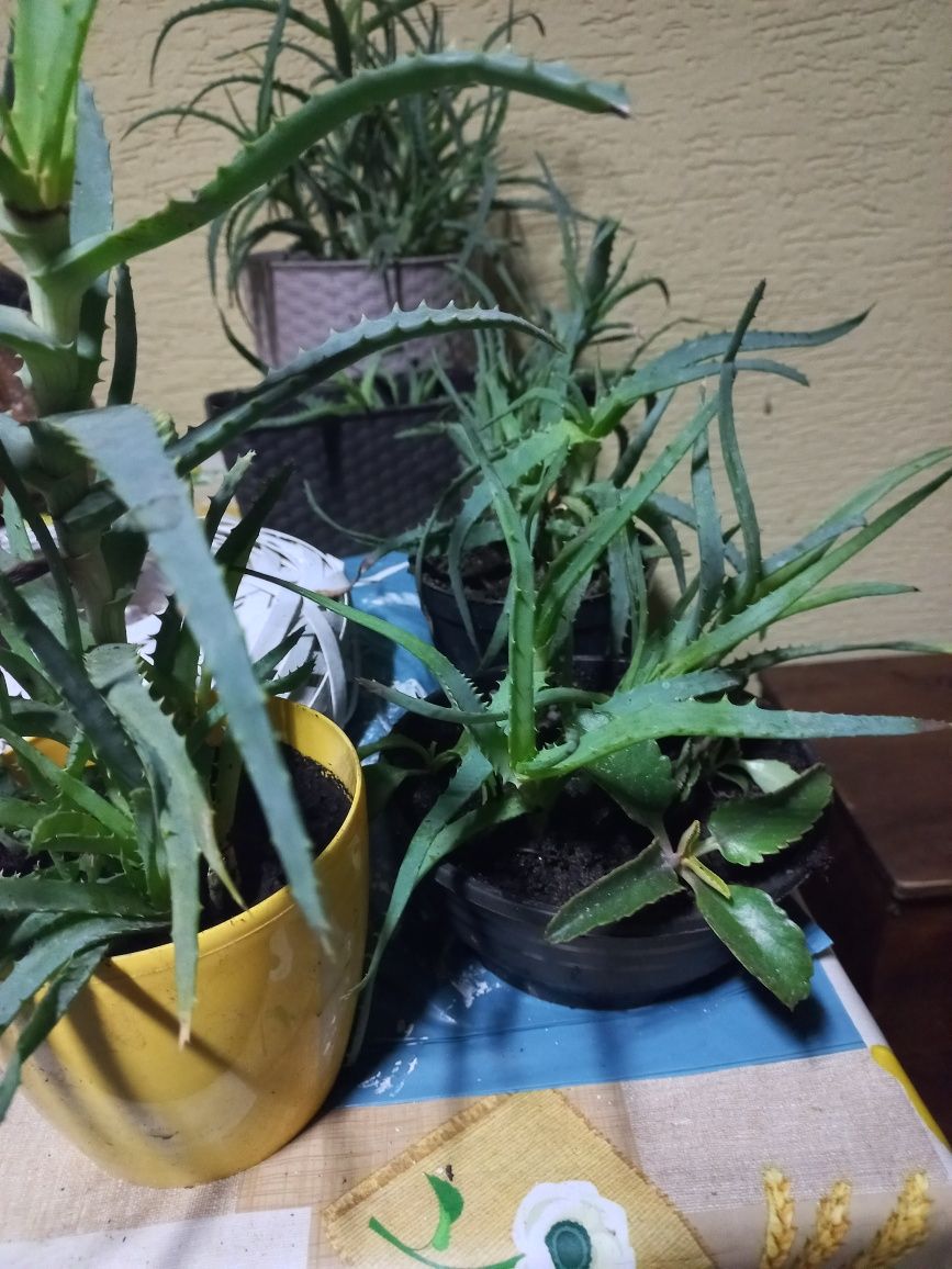 Kwiaty aloes żyworudka sadzonki