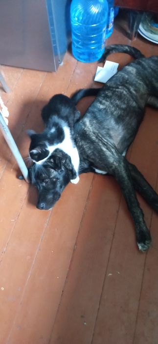 Отдам в хорошие руки