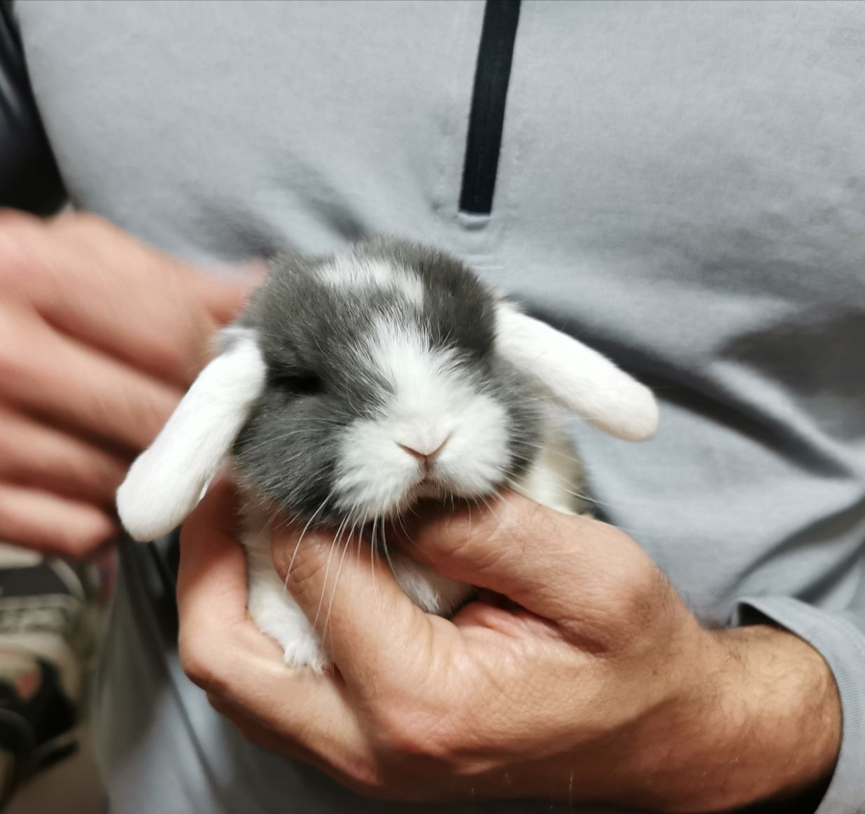 KIT Coelhos anões orelhudos(mini Lop) desparasitados e vacinados