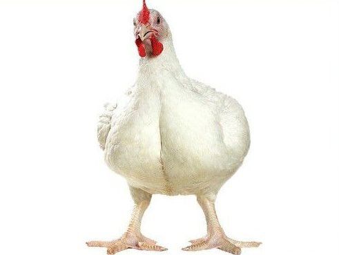 Бройлер інкубаційні яйця