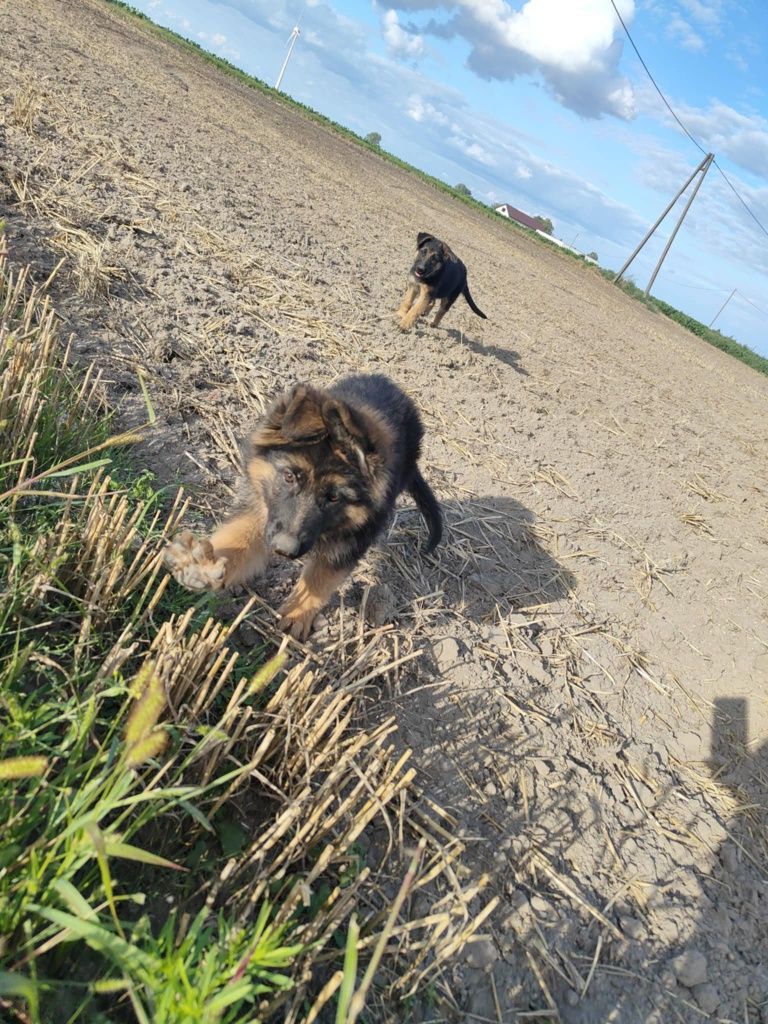 Owczarek niemiecki
