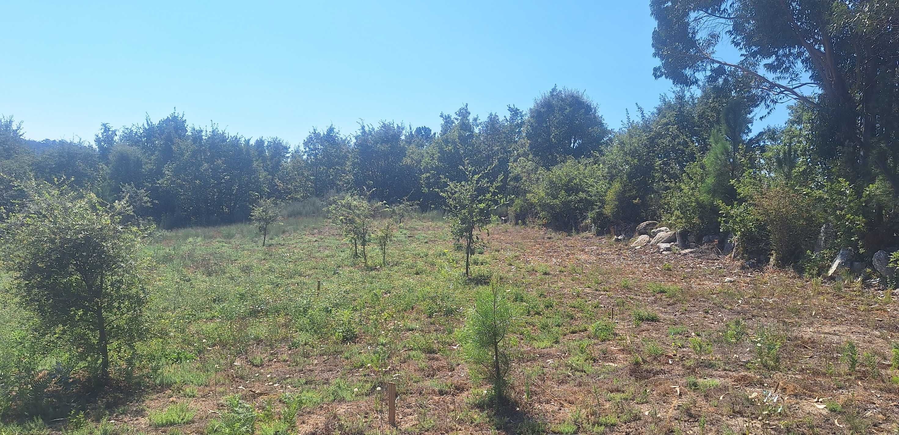 Terreno rústico com 6985 m2 para exploração.