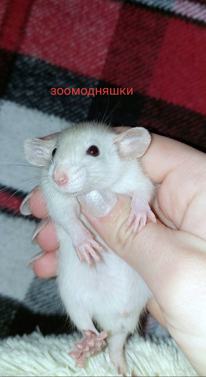 Крысята Дамбо, самцы Киев
