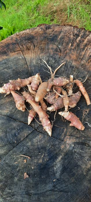 Tupinambo / girassol batateiro