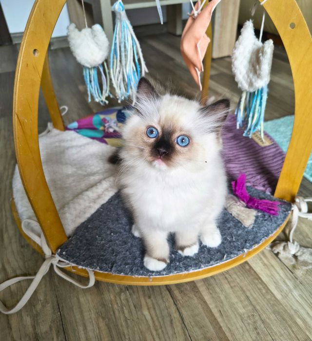 Cudowna koteczka Ragdoll