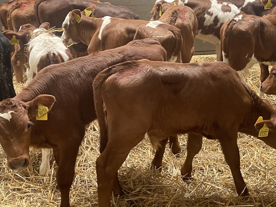 Cielaki byczki jałóweczki