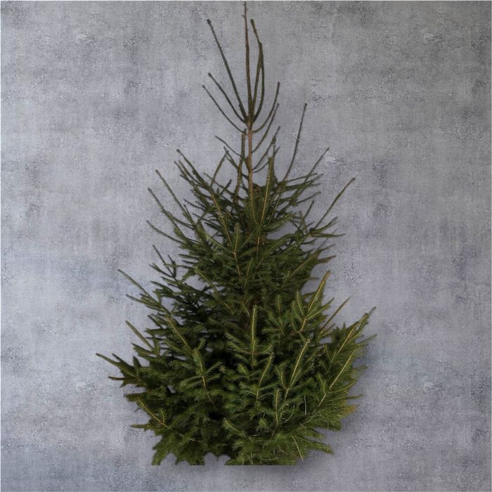 Ялинка в горщику жива