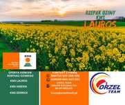 Rzepak ozimy KWS LAUROS HIBERIA DERRICK promocja -1000zł