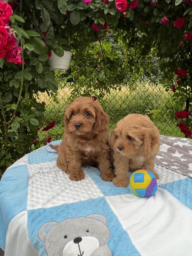 Cavapoo pudel&cavalier juz do odbioru
