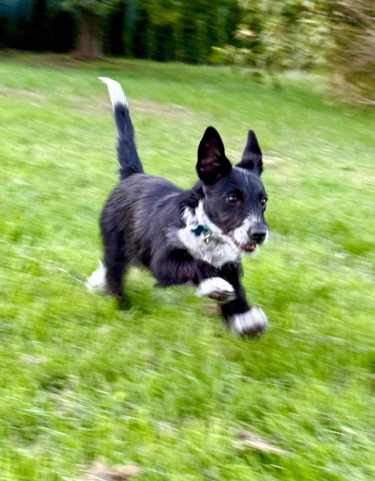 Aktywny Dexter szuka domu!