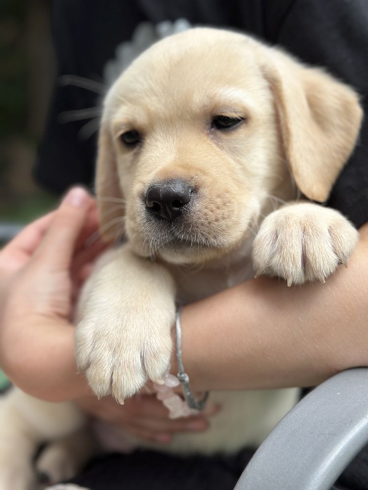 Labrador Retriever z rodowodem FCI ZKwP