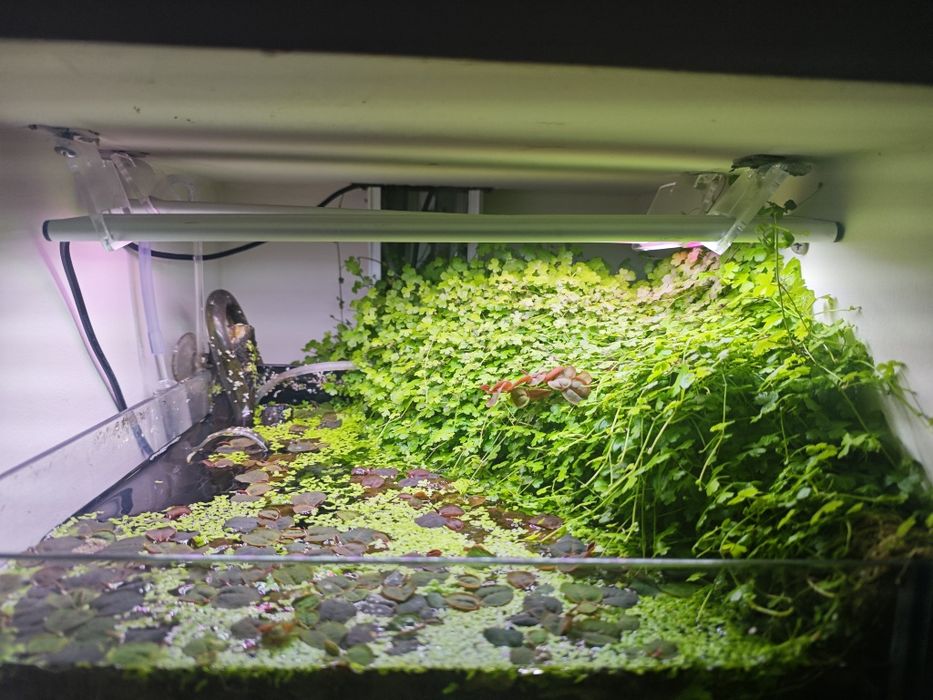 Hydrocotyle leucocephala