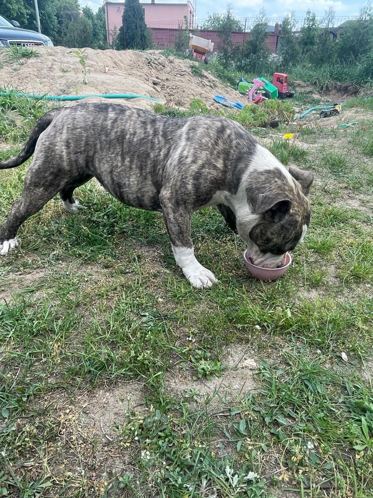 American bully suka ABKC