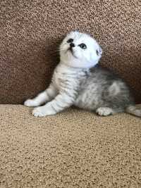 Котята Scottish Fold. Вислоухие,  вислоухий котенок