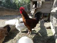 Sprzedam koguta Red barred x rosa