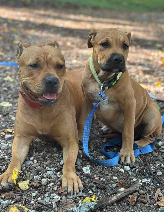 Śliczna suczka szczeniak Bandog (Cadebou, Pitbull)