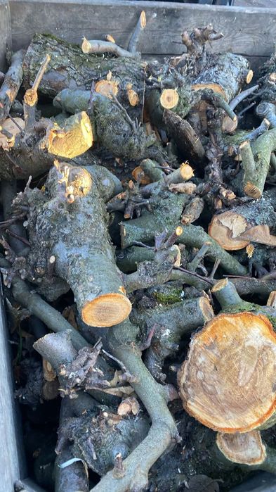 Sprzedam 4 skrzynie drzewa