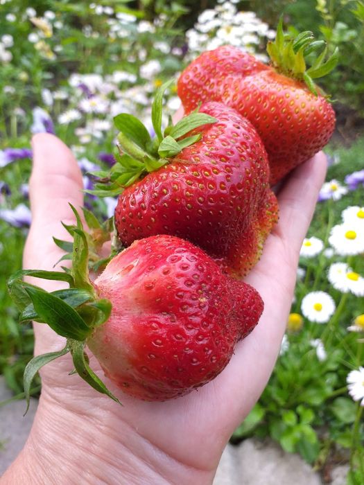 Алоэ вера лечение и косметика