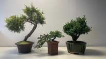 Wyprzedaż kolekcji drzewek BONSAI - Jałowiec mały