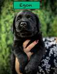 Labrador Retriever- czarny pies FCI