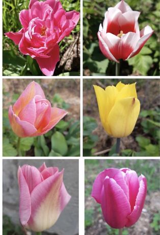 Луковица тюльпана, луковицы тюльпанов, тюльпаны микс