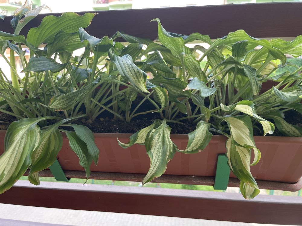 Funkia hosta liście ozdobne 2-kolorowe 8szt.