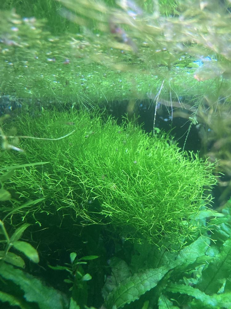 Riccia (planta flutuante)
