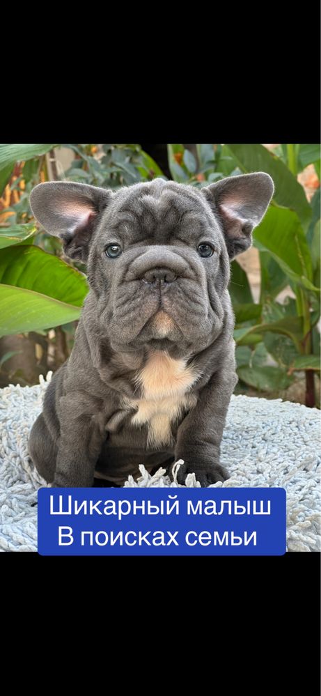 Французский бульдожик бигропчик! ЛЮКС малыш!
