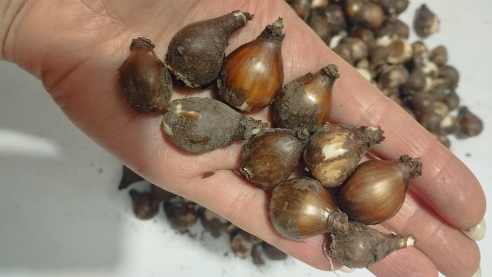 Луковицы подснежников