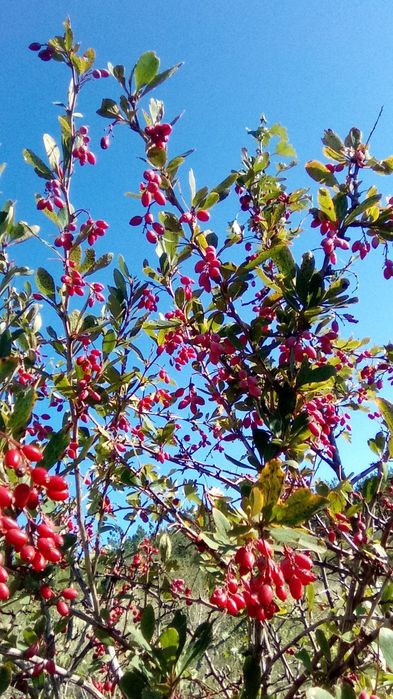 Барбарис лечебный. Саженцы.