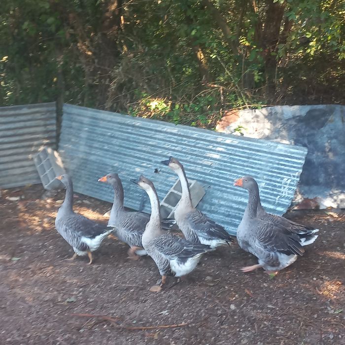 Vendo ou troco por algo do meu interesse