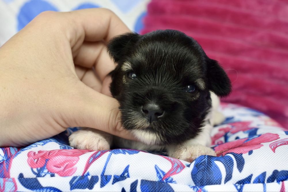 Biewer Terrier suczka york