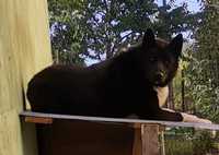 Karelski pies na niedźwiedzie ZAGINĄŁ