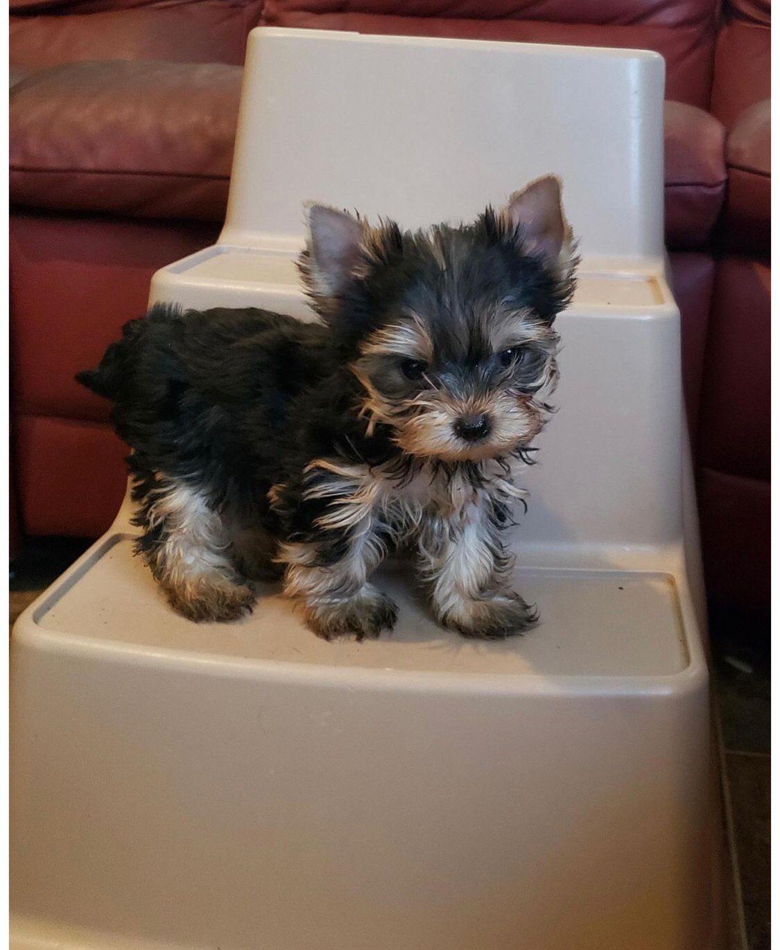 Yorkshire Terrier menino