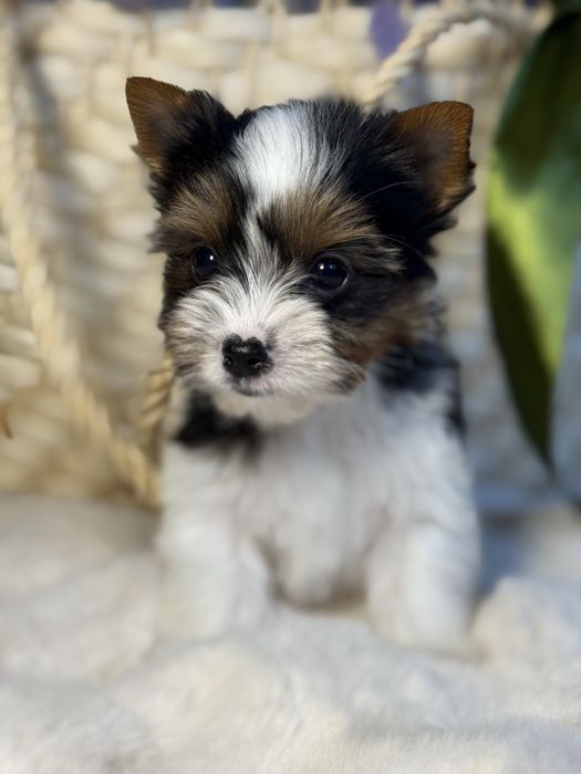 Дуже милий та красивий міні хлопчик бівер з документами КСУ