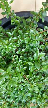 Vaso com planta LIGUSTRUM