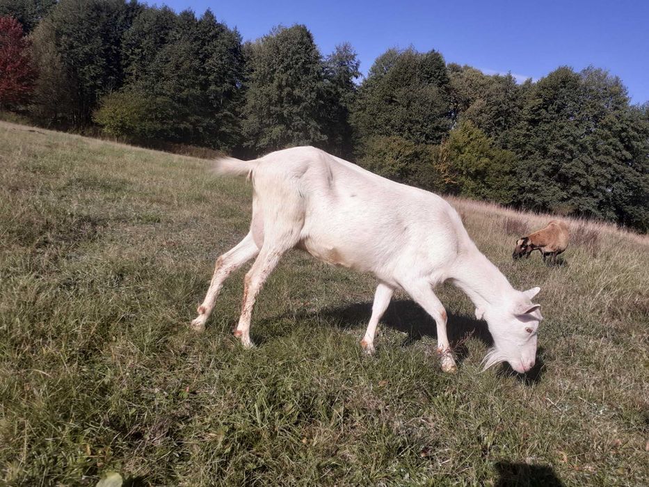 Kozy z mlekiem.i owce kamerunskie