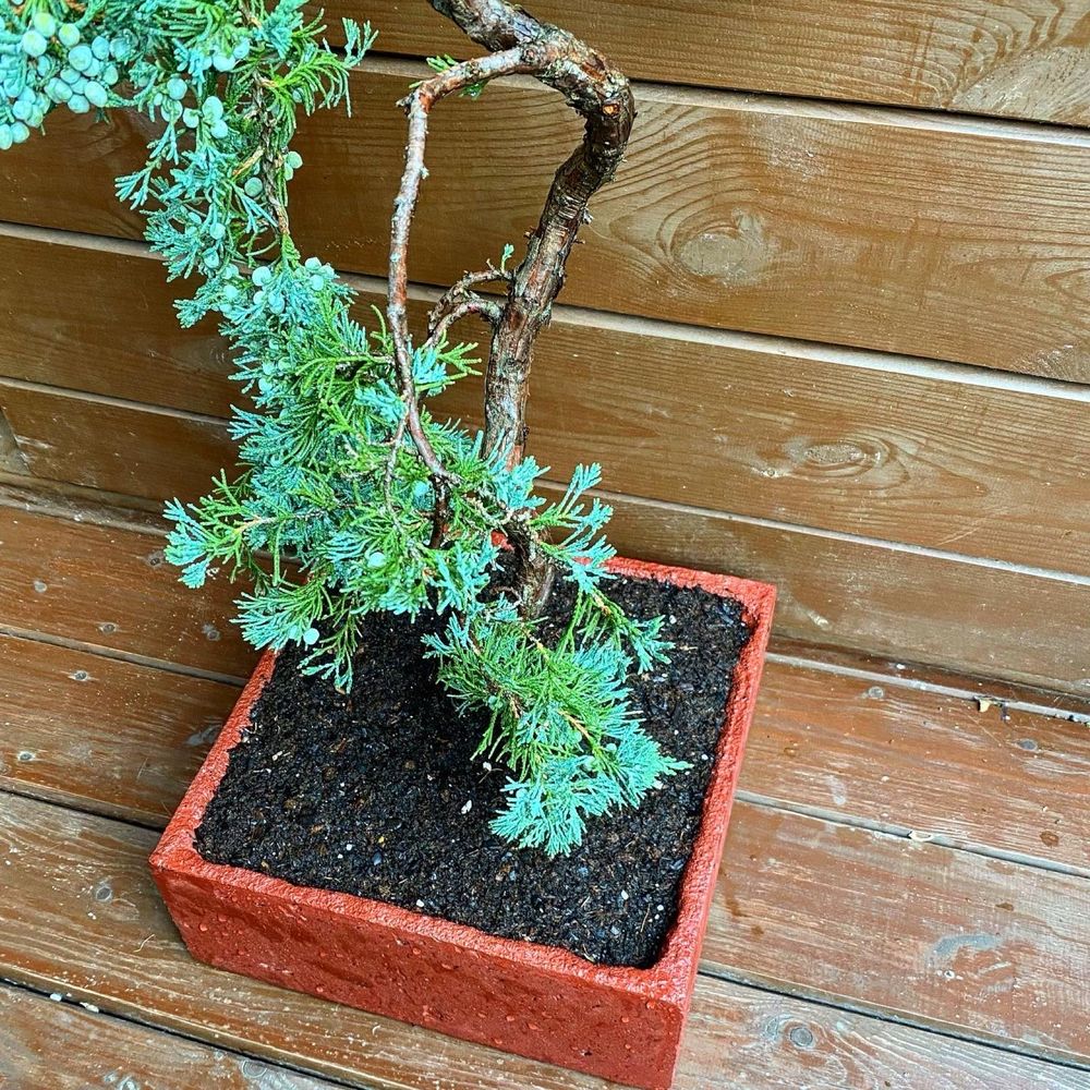 Bonsai male drzewko donica betonowa