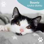 Słodki mały kocurek Bounty do adopcji! Czarno biały kotek