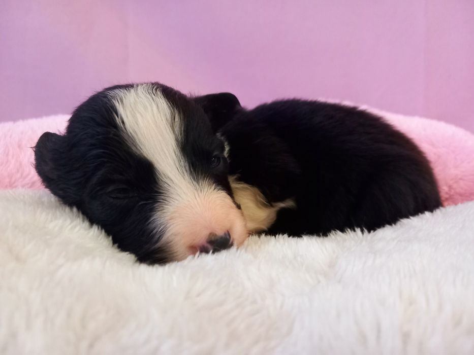 Border Collie piesek Kokos