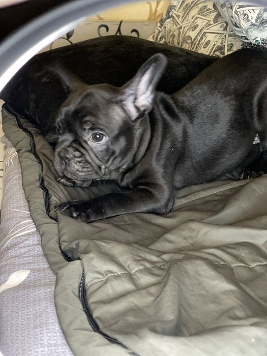 Продам щенков  французского бульдога