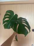 Monstera sadzonka Szczytowa big form