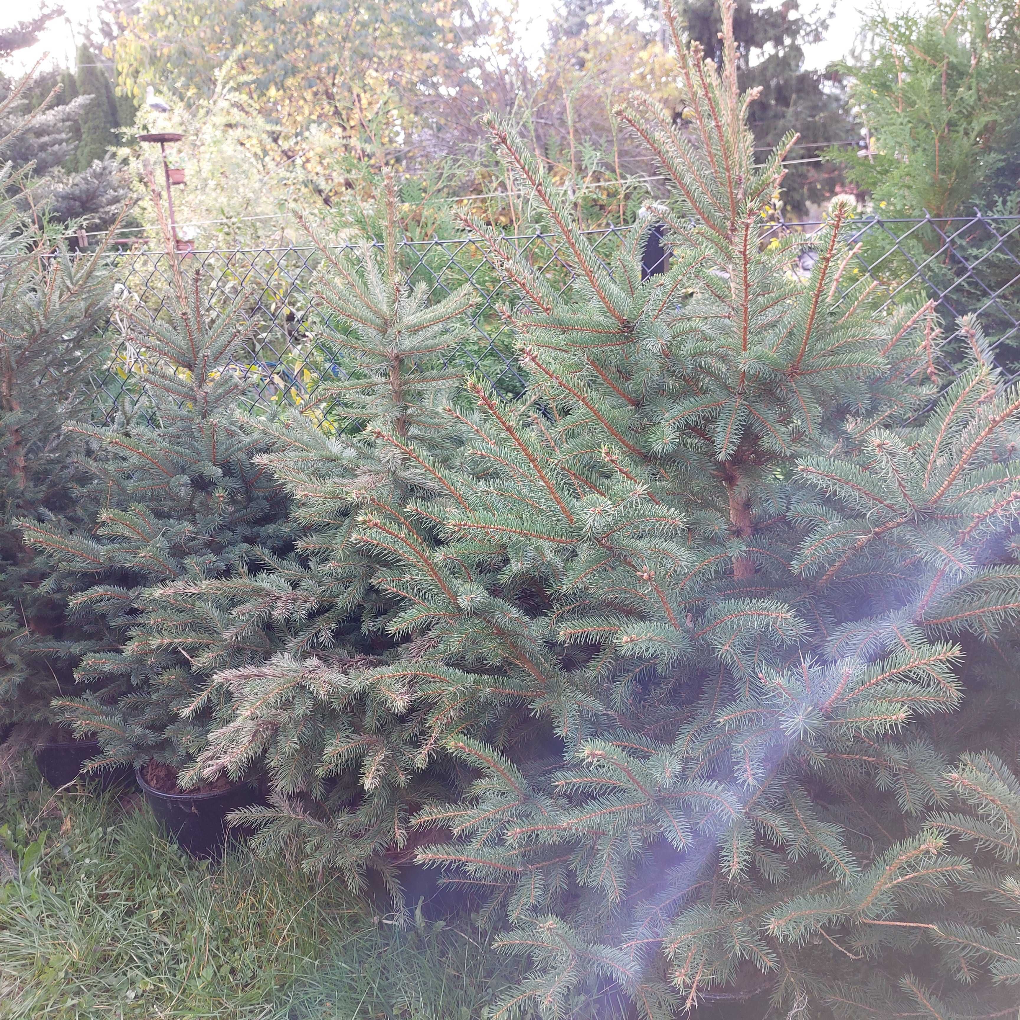 Świerk srebrny  do nasadzeń choinki hurt/detal