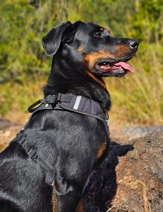 Beauceron Owczarek Francuski FCI szczenięta