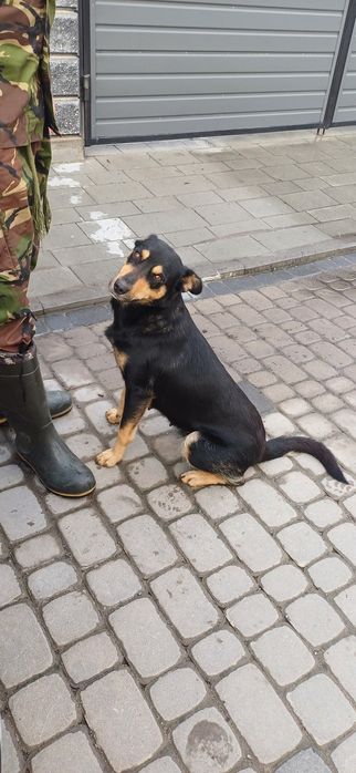 Подарую молоду собаку