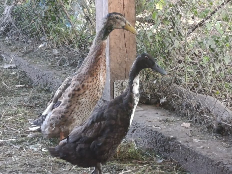 Kaczki biegus kilkumiesieczne