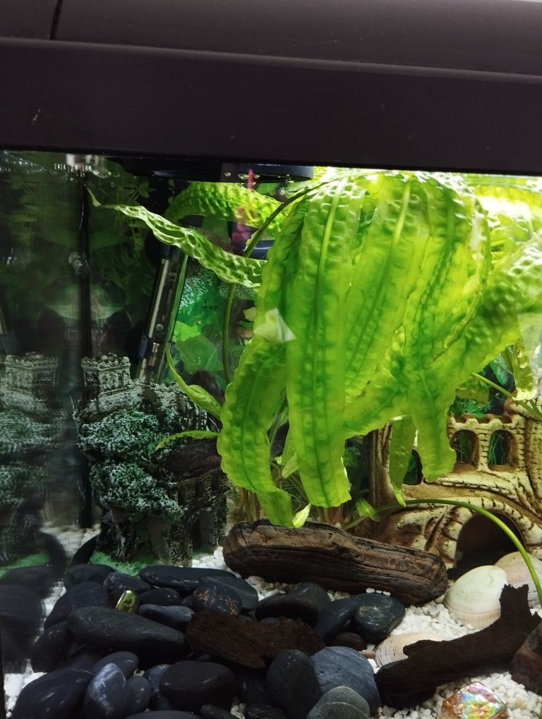 Akwarium z szafką   ok 60l