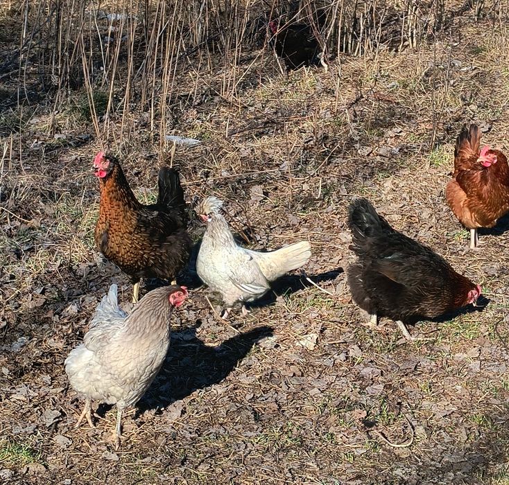 Jajka lęgowe, kurczaki