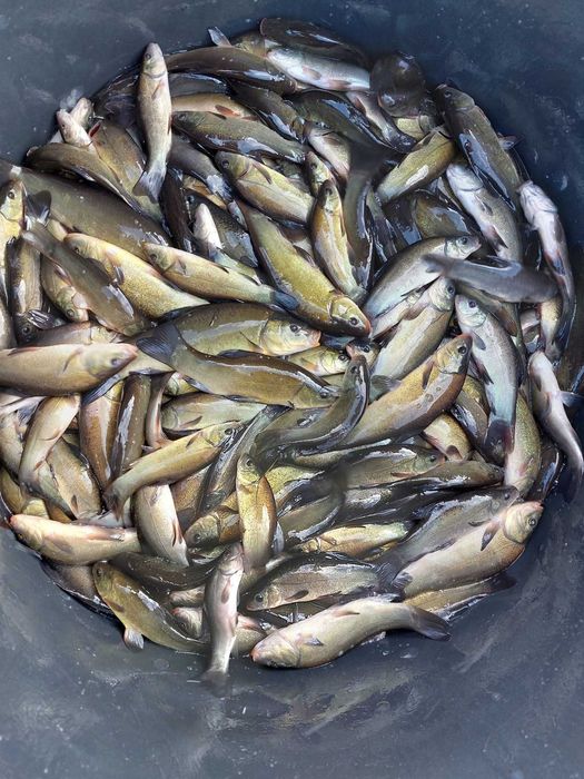 Ryby do oczka wodnego Karp, Jesiotr, Karaś koi, Lin, Amur,Tołpyga,