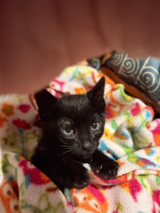 Gatinhos bebes para adoção responsável